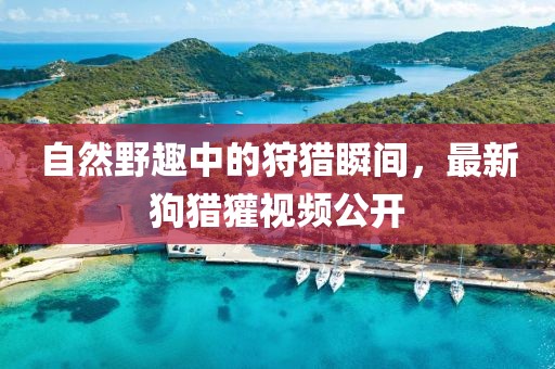 自然野趣中的狩猎瞬间，最新狗猎獾视频公开