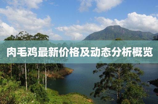 肉毛鸡最新价格及动态分析概览