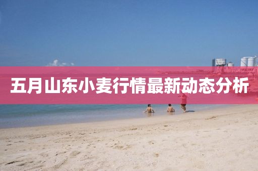 五月山东小麦行情最新动态分析