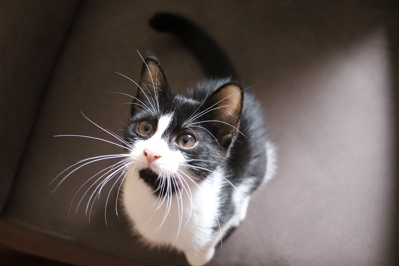 猫咪世界探索，最新版本的下载与安装指南
