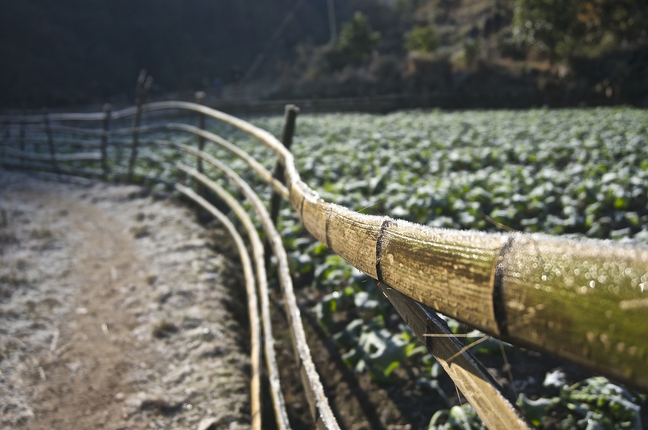 马鞍山四季青最新动态，城市绿肺迎来新篇章