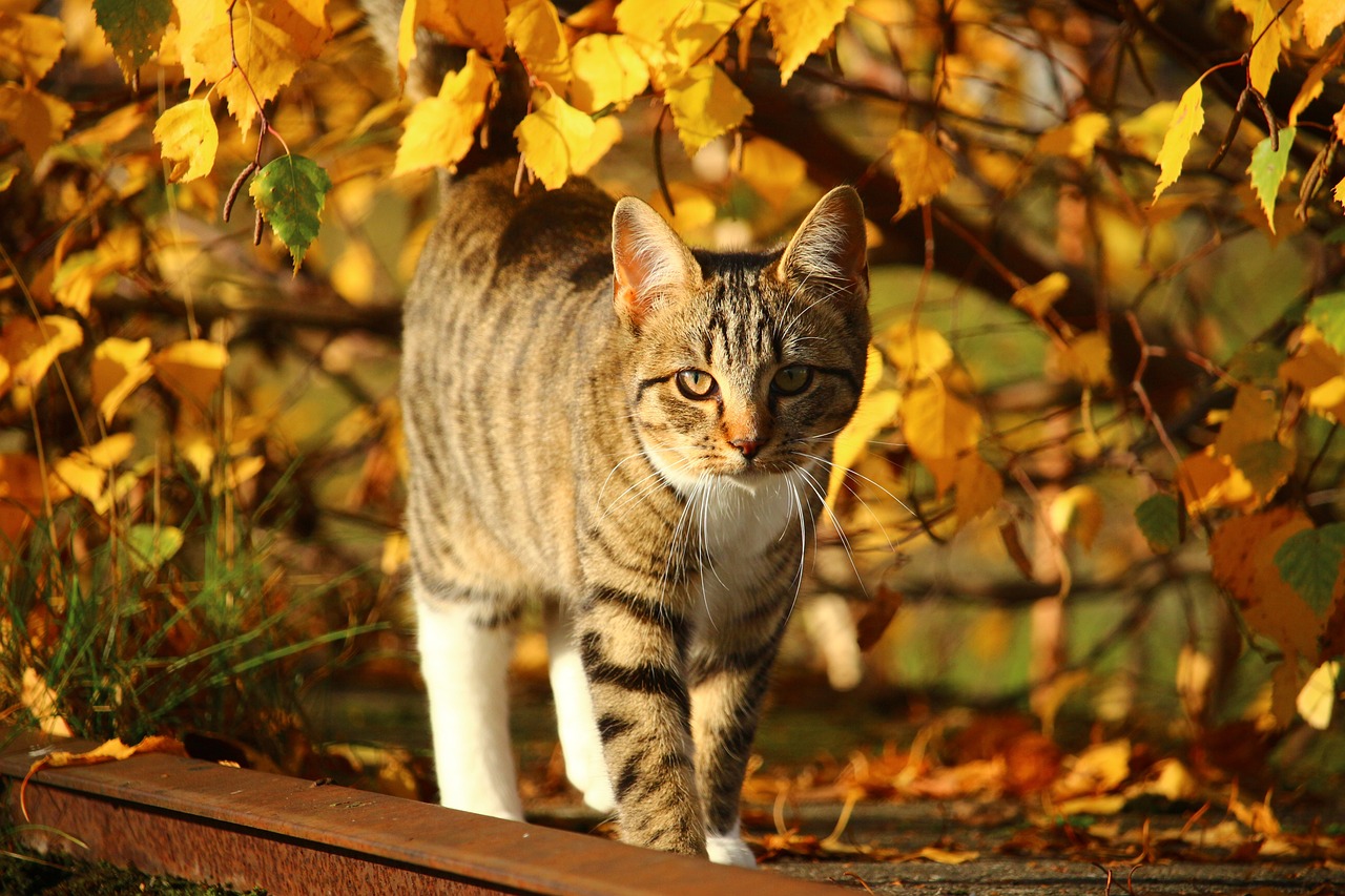 科技宠爱新时代，最新猫咪软件评测与介绍