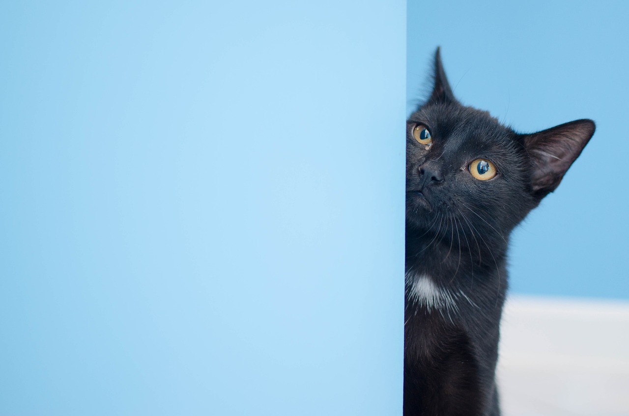 猫咪最新app，全新的人猫互动体验