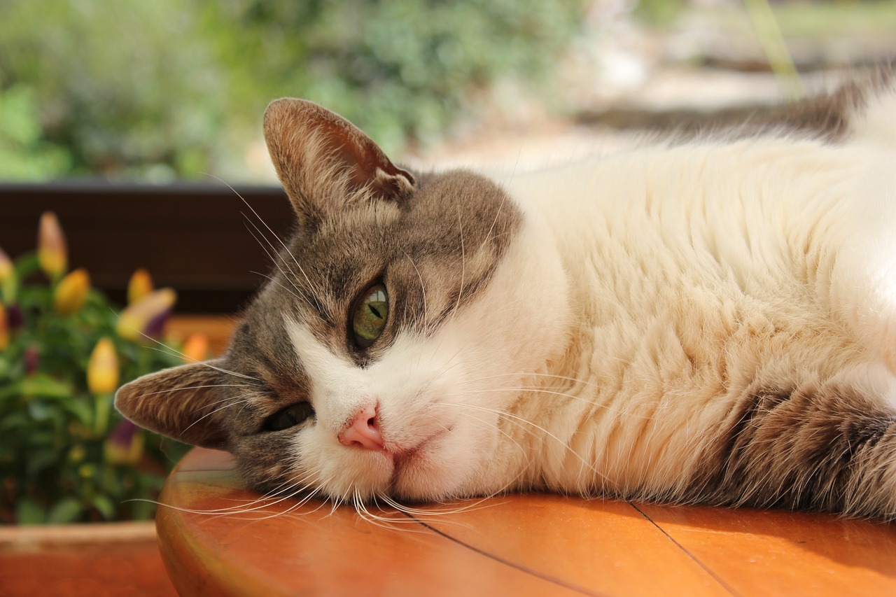 猫咪最新官网，一站式探索猫的世界，体验猫咪一站式服务
