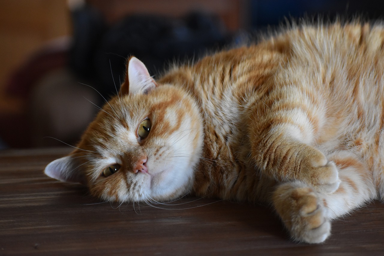 猫小猫奇幻冒险探秘之旅，最新小说连载追踪