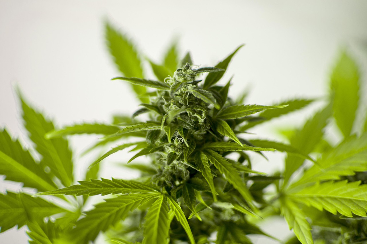 最新菜心种植技术及其广阔应用前景